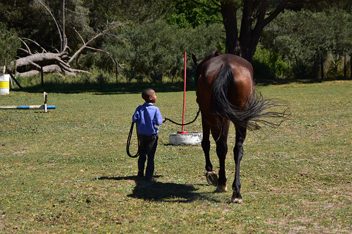 A wide shot of a young boy in a riding helmet leading a horse across a grassy paddock during a community horse riding lesson at EQuivalence.