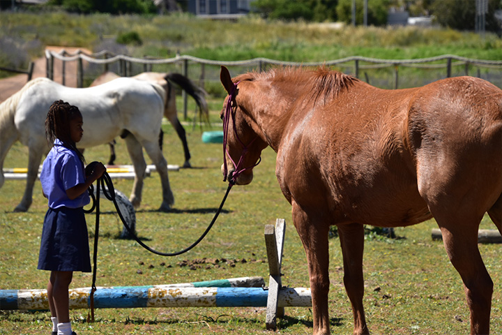 A young girl standing in a grassy paddock , safely holding a horse on a lead rope in preparation for a horsemanship training session at EQuivalence.