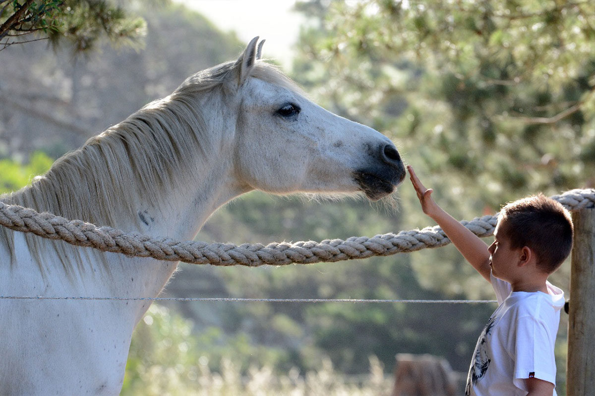 Therapy horses at EQuivalence Equine Assisted Therapy Academy